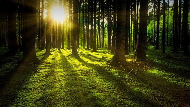 Los árboles nos impiden ver el bosque